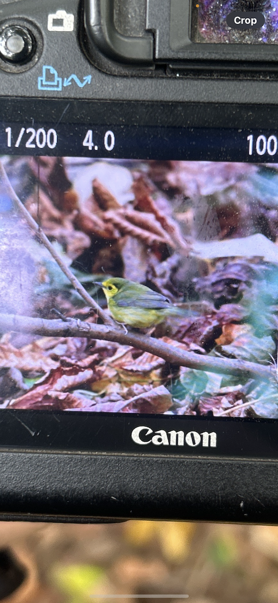 Hooded Warbler - ML644034570