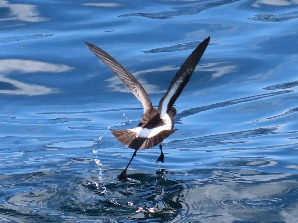 New Zealand Storm-Petrel - ML644034582