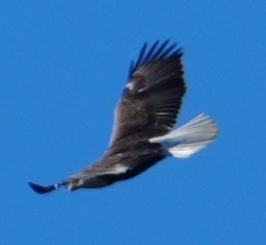 hvithodehavørn - ML644034589