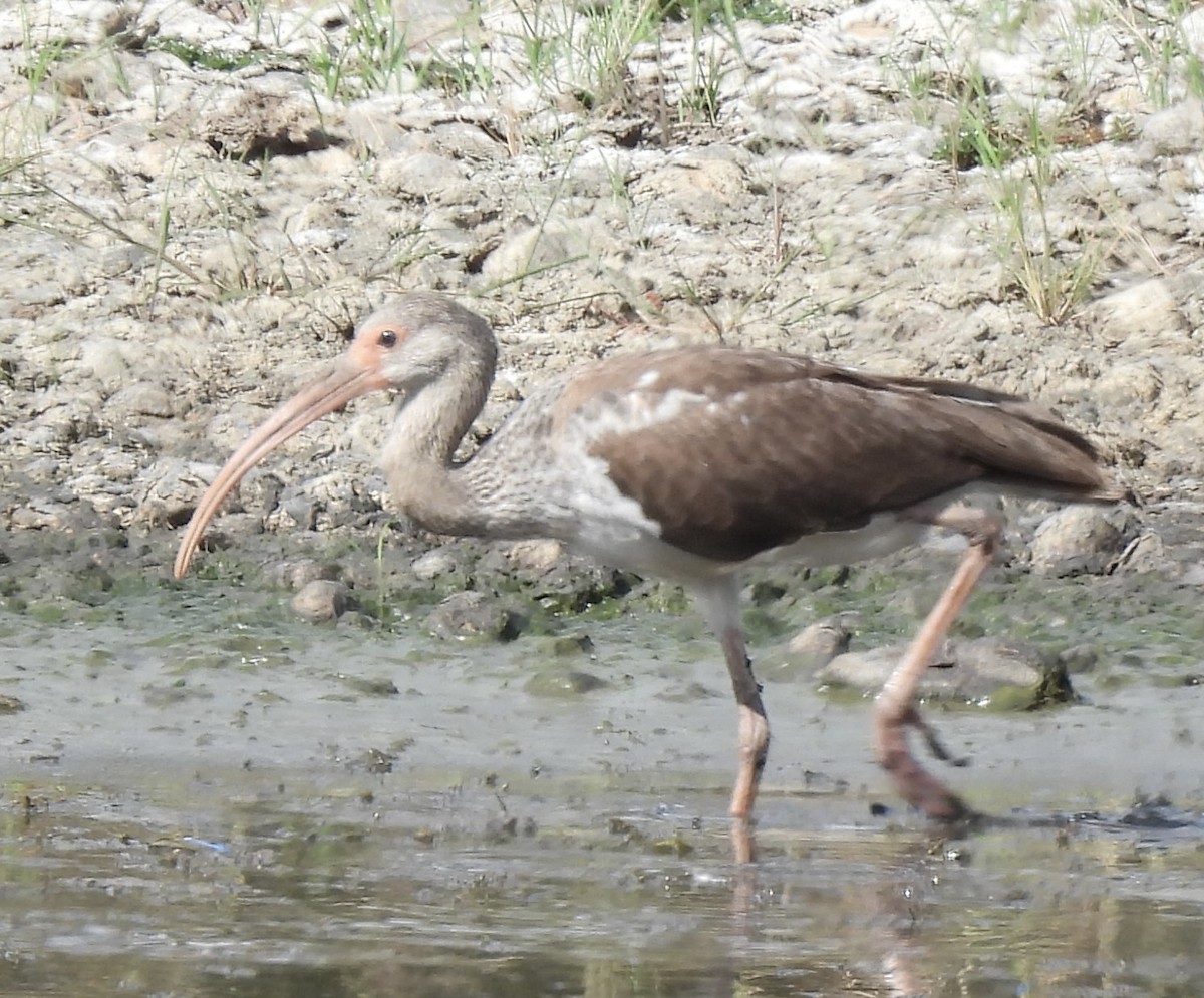 Ibis Blanco - ML644034614