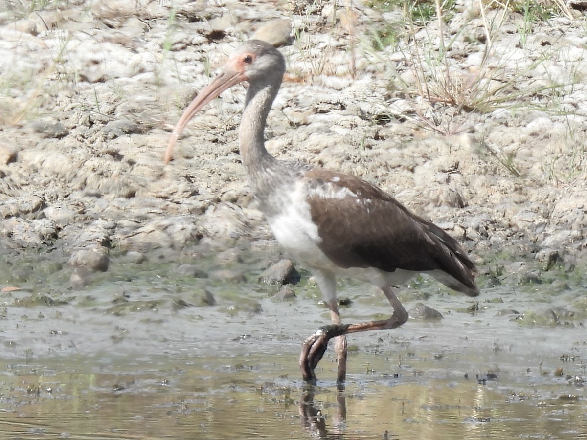 Ibis Blanco - ML644034615