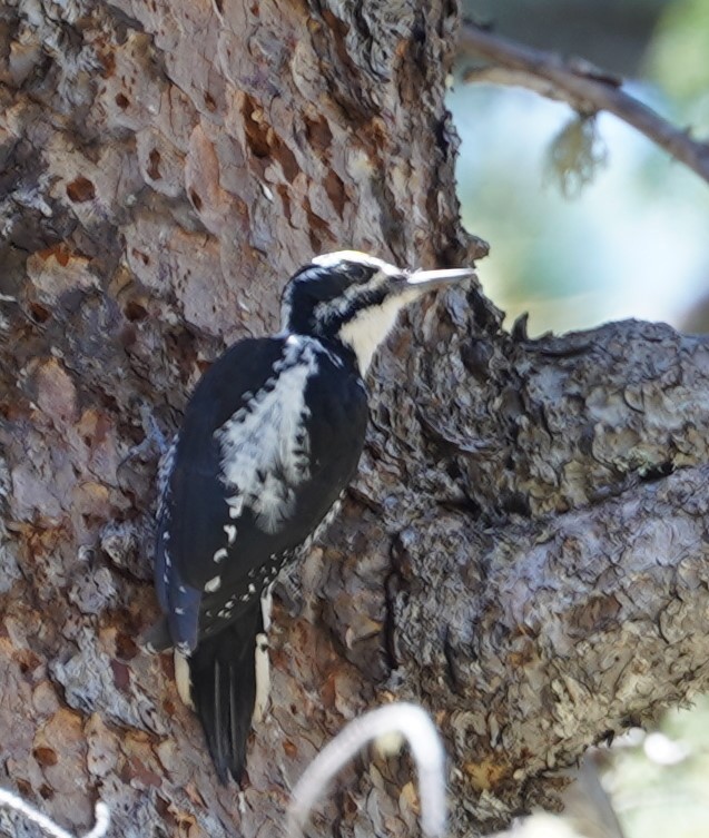 American Three-toed Woodpecker (Rocky Mts.) - ML644034665
