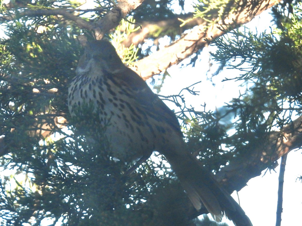 Brown Thrasher - ML644034673