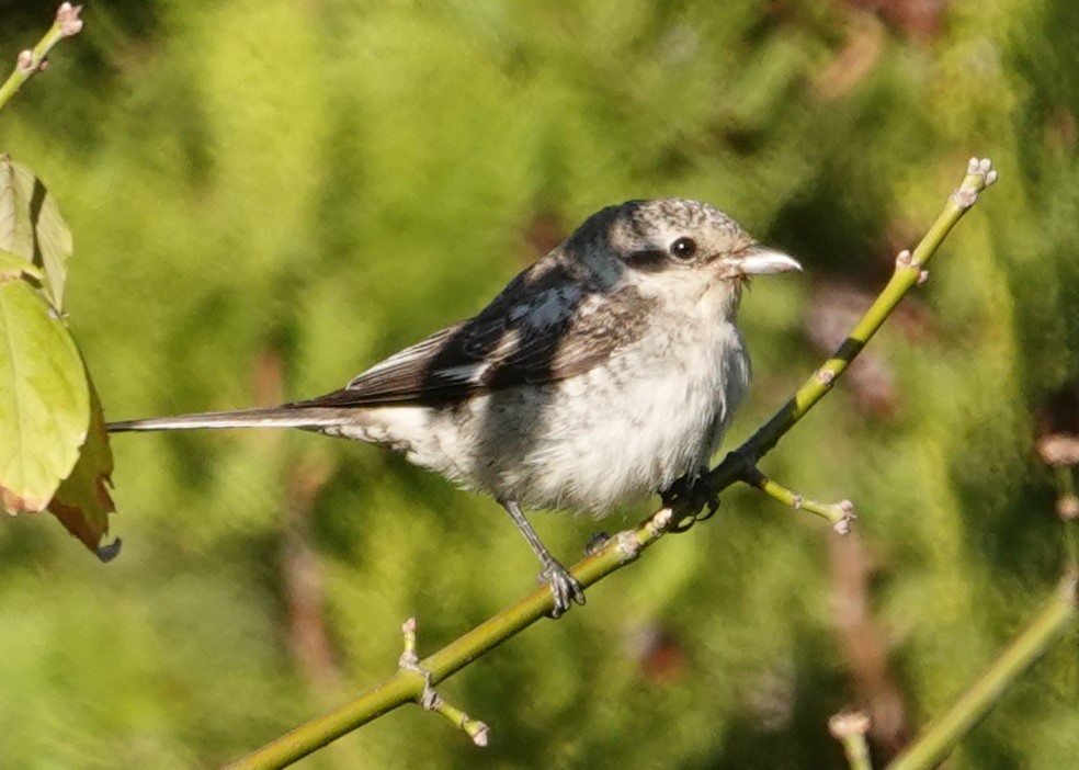 Masked Shrike - ML644034680