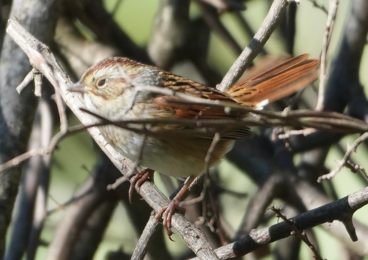 Swamp Sparrow - ML644034686