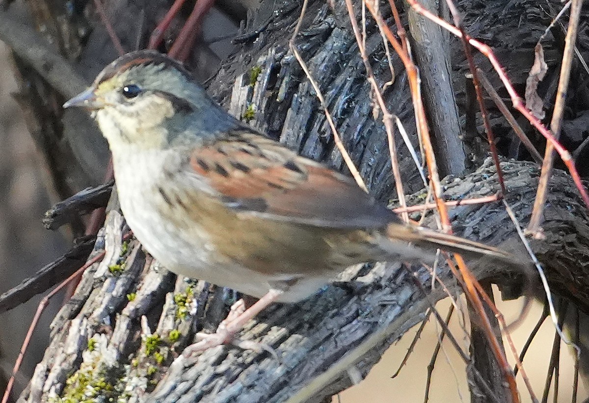 Swamp Sparrow - ML644034687