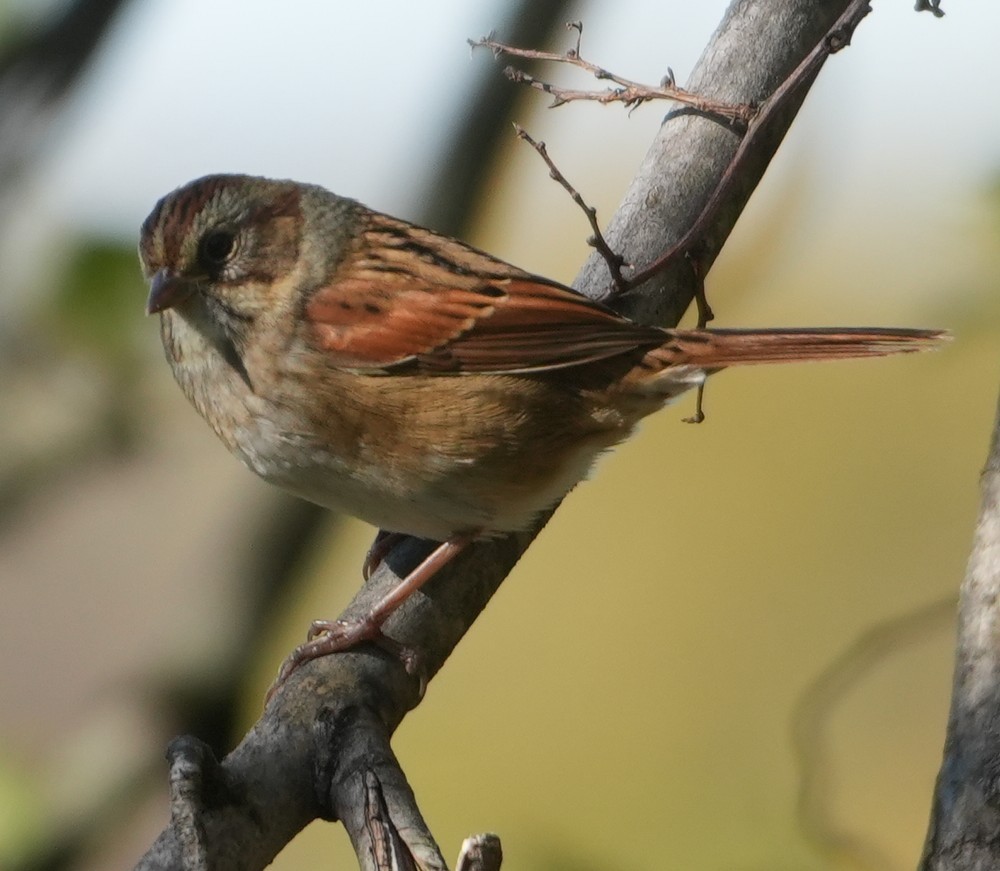 Swamp Sparrow - ML644034688