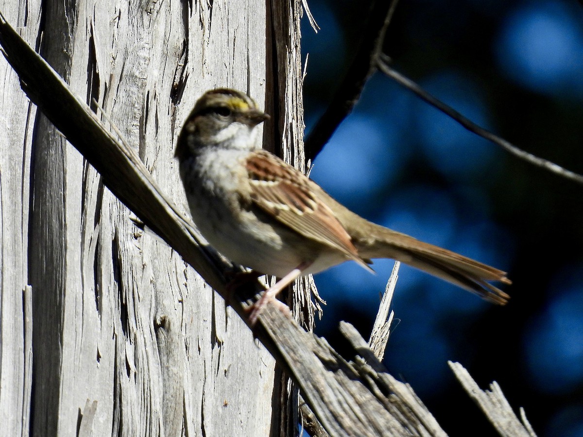 White-throated Sparrow - ML644034689