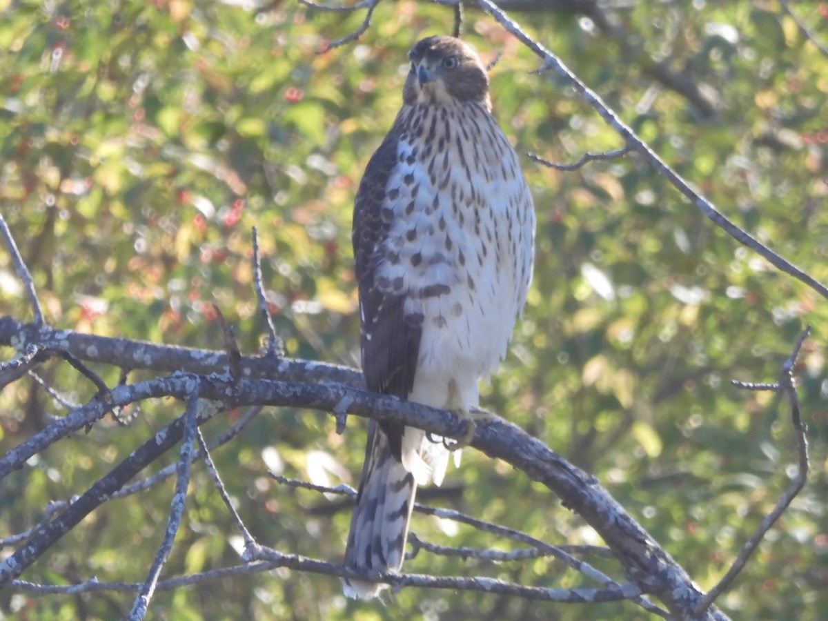 Cooper's Hawk - ML644034690