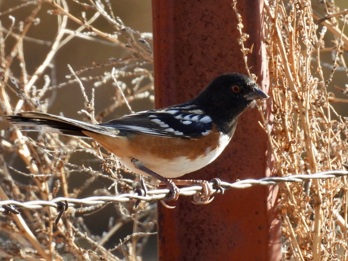 Spotted Towhee - ML644034694