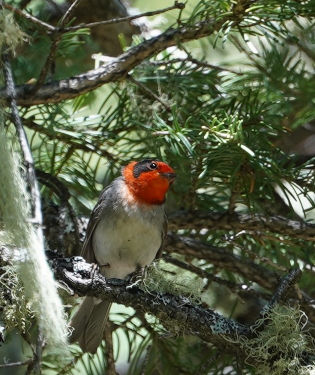 Red-faced Warbler - ML644034696
