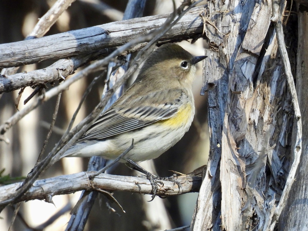 Yellow-rumped Warbler - ML644034698