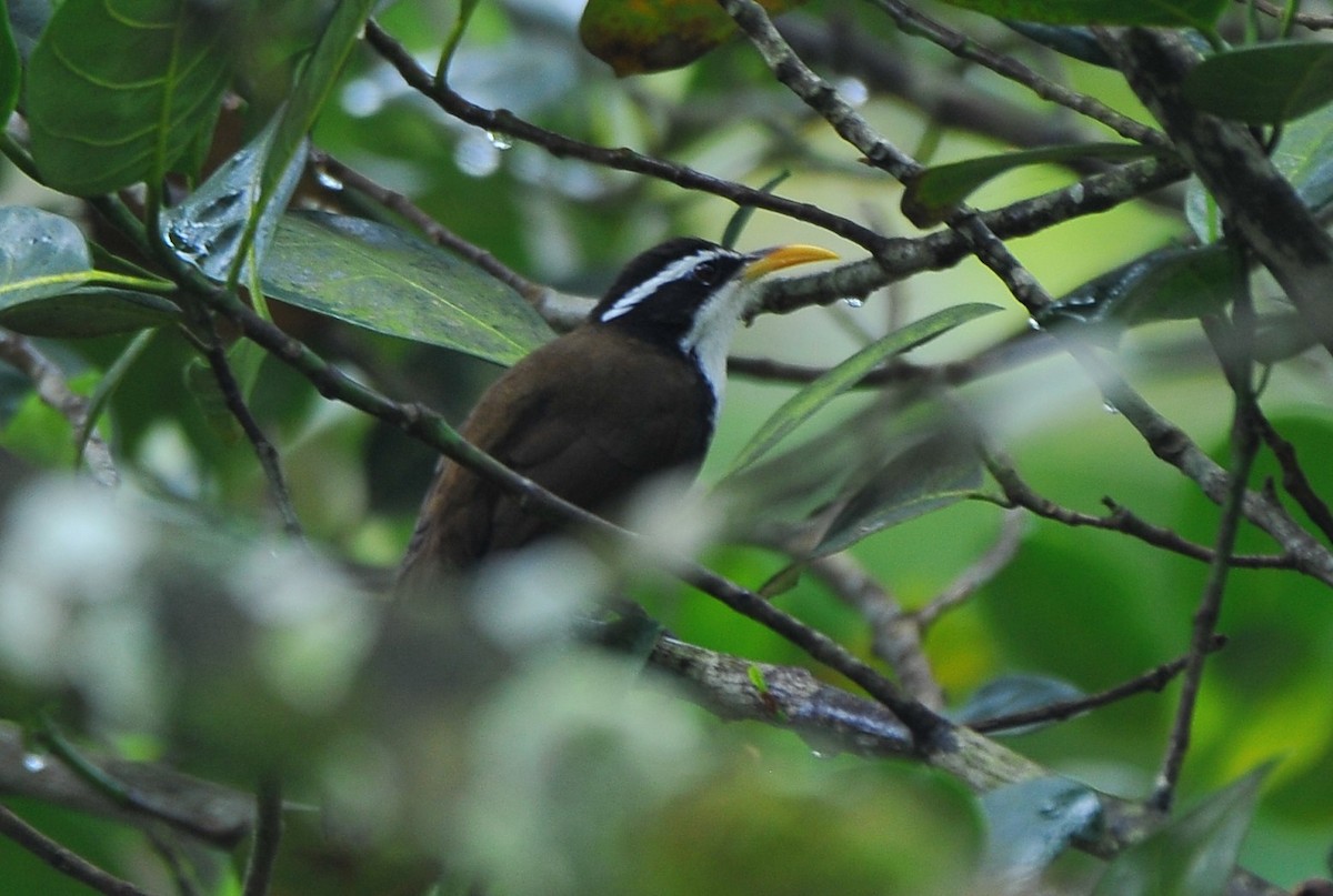 indiasigdtimal - ML644034707