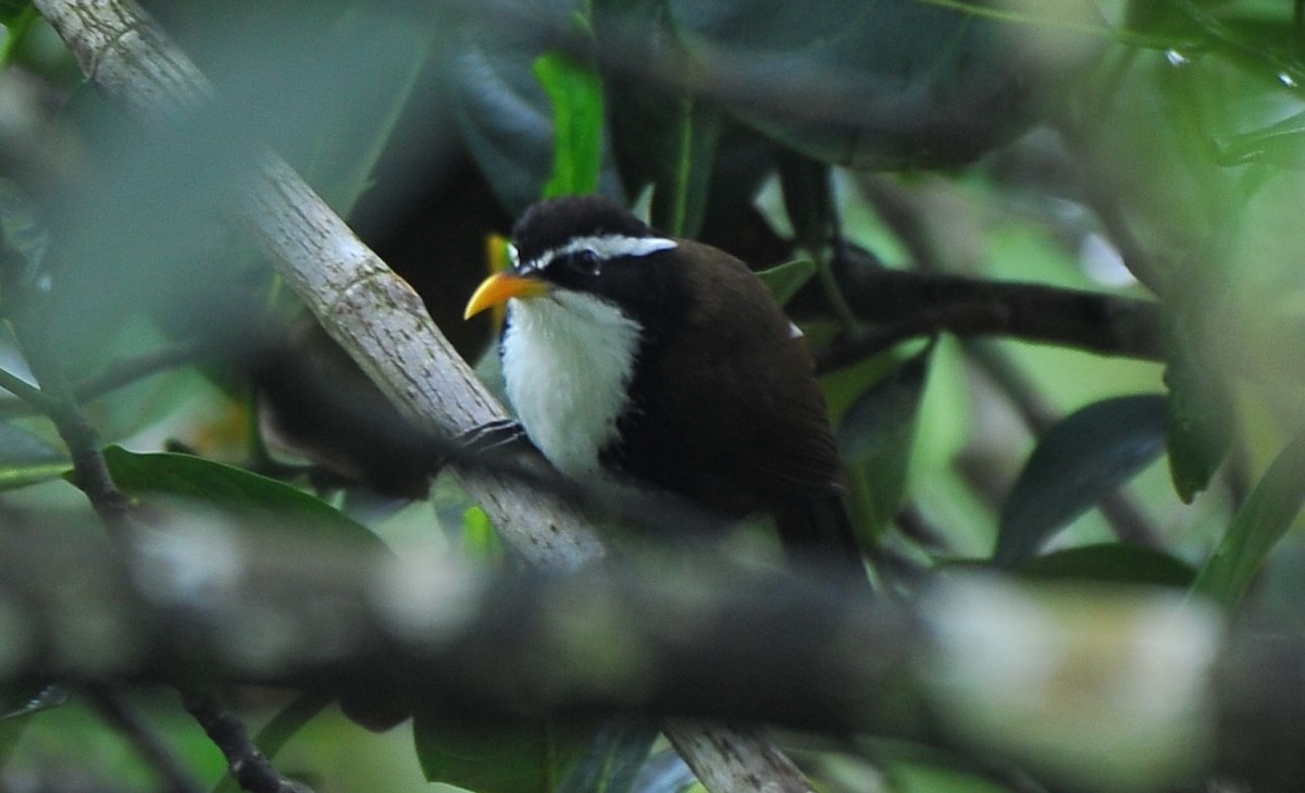 indiasigdtimal - ML644034708