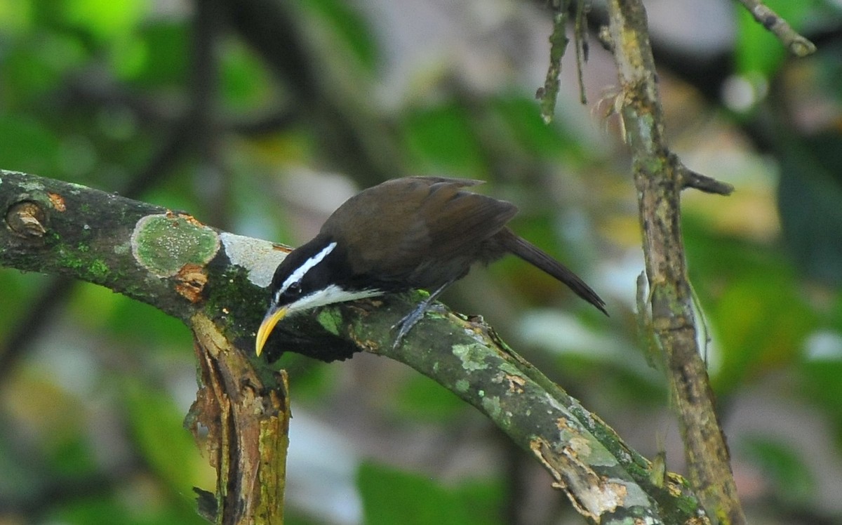 indiasigdtimal - ML644034709