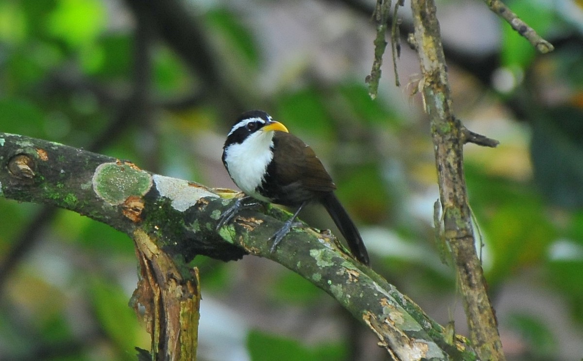 indiasigdtimal - ML644034710