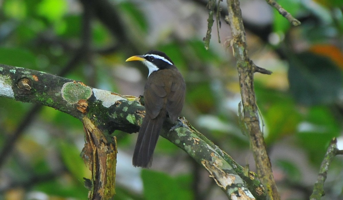 indiasigdtimal - ML644034711