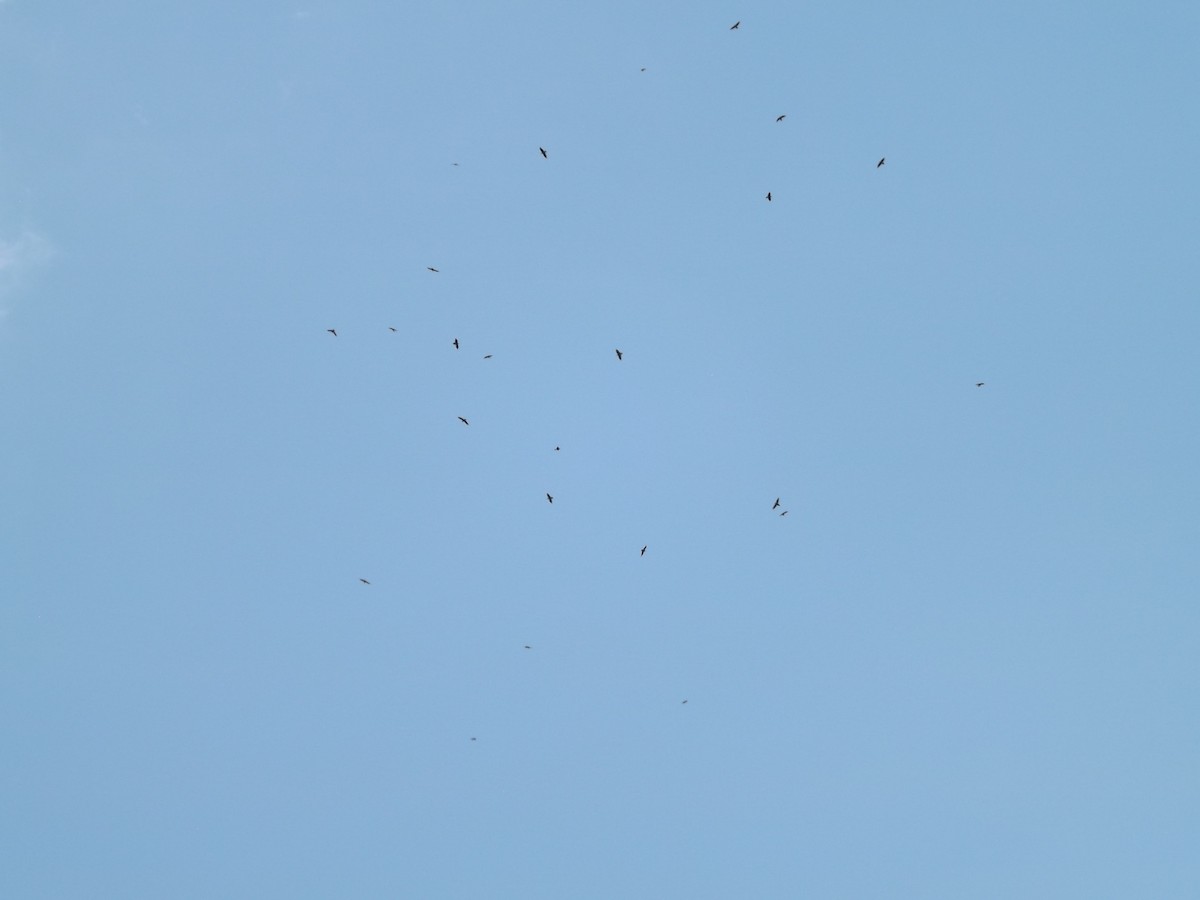 Corbeau à cou blanc - ML644034713
