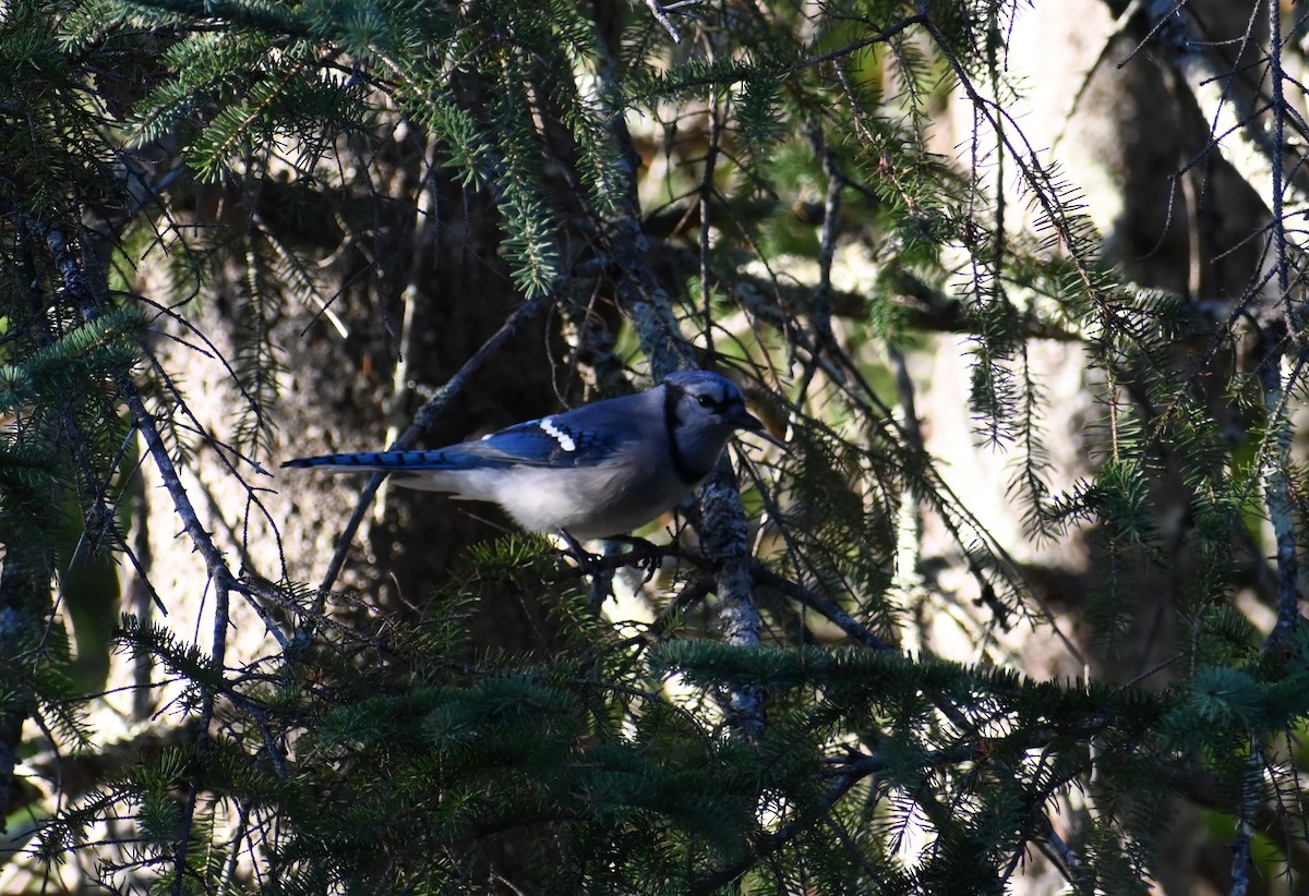 Blue Jay - ML644034717