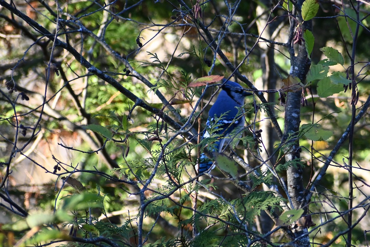 Blue Jay - ML644034718