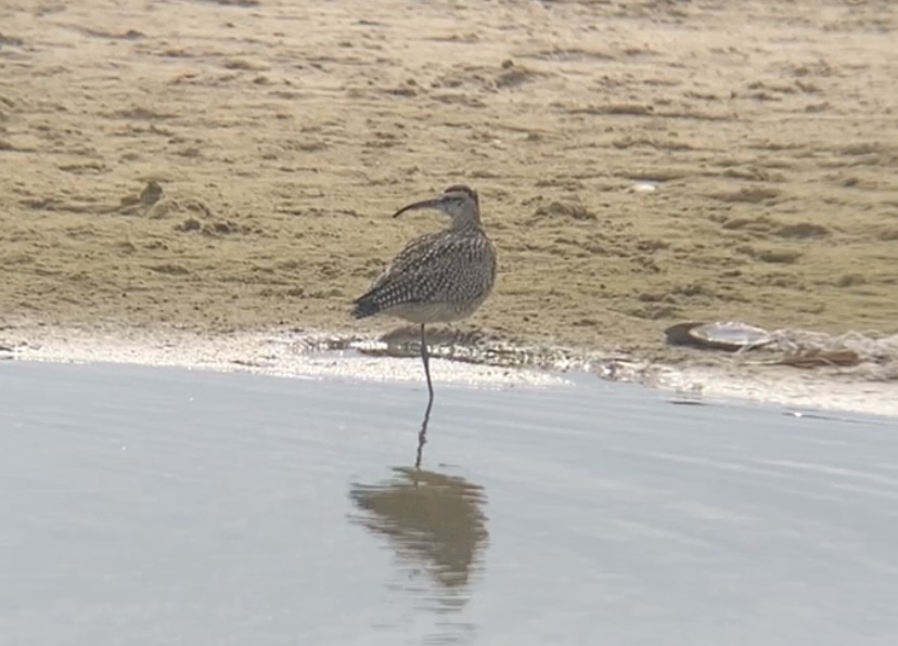 Regenbrachvogel - ML644034728
