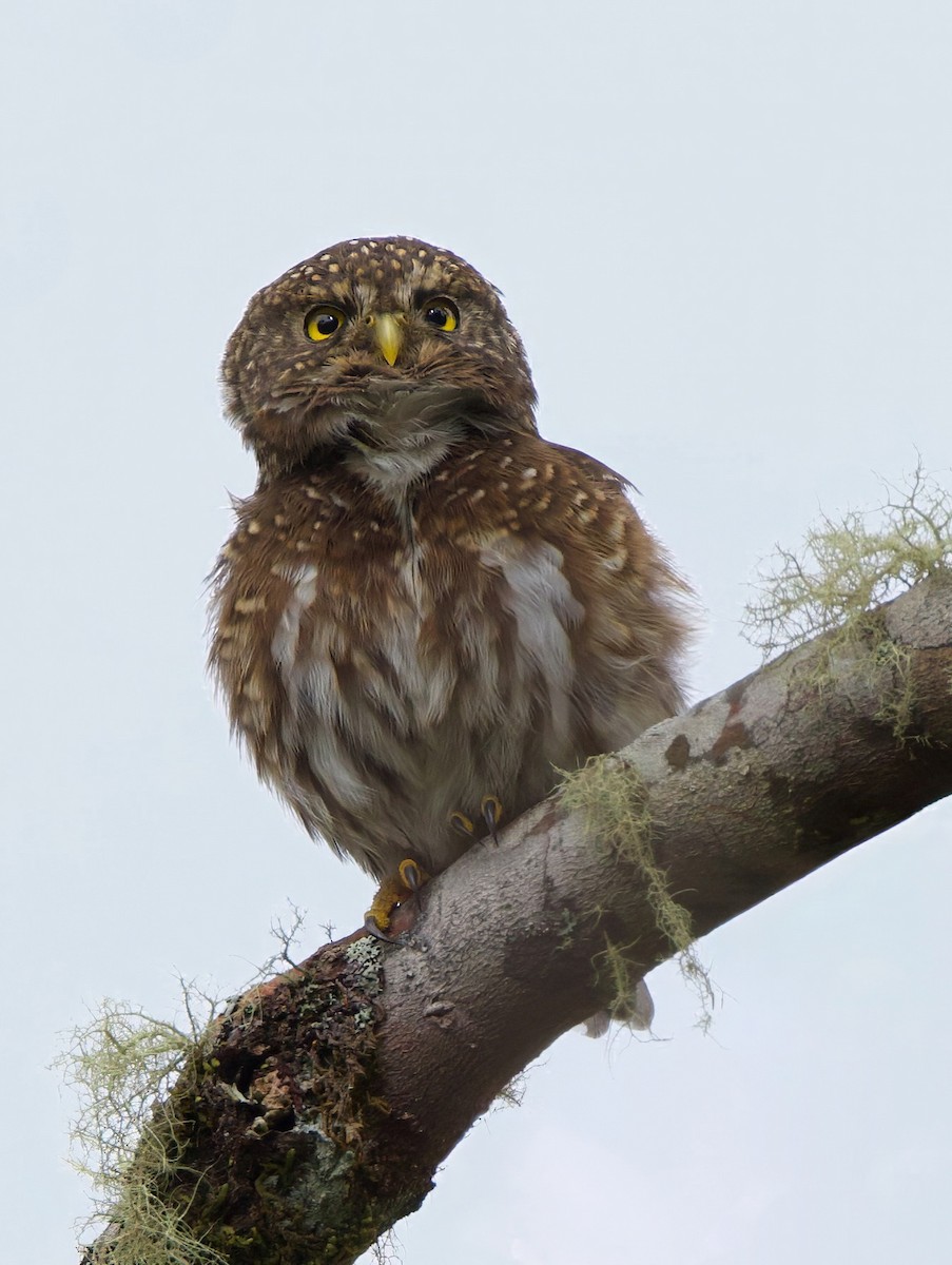 Andean Pygmy-Owl - ML644034734