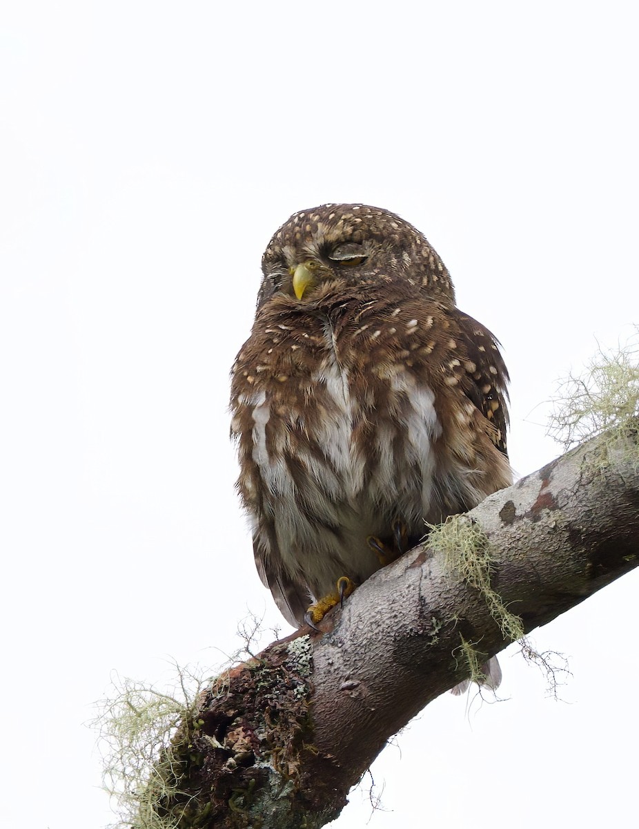 Andean Pygmy-Owl - ML644034735