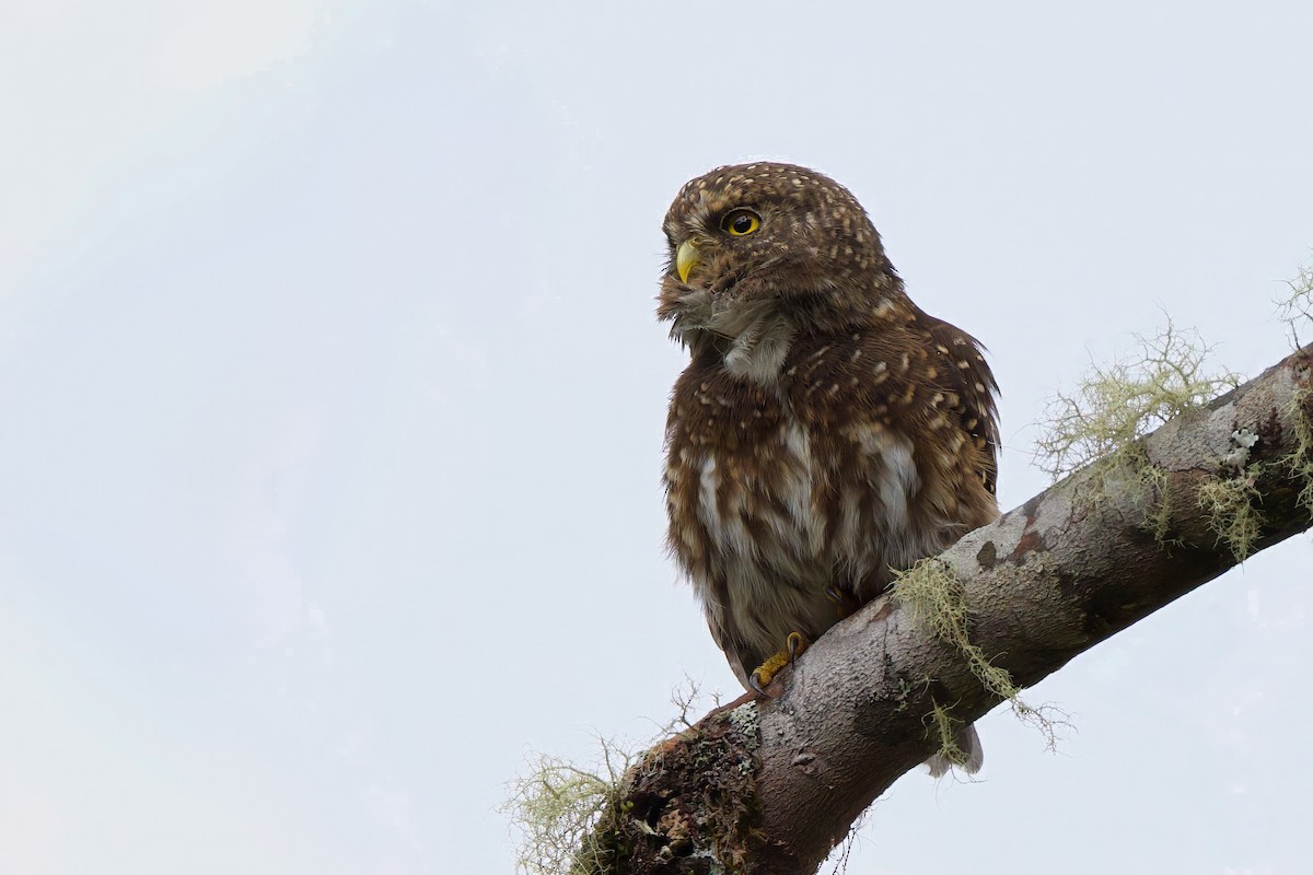 Andean Pygmy-Owl - ML644034736