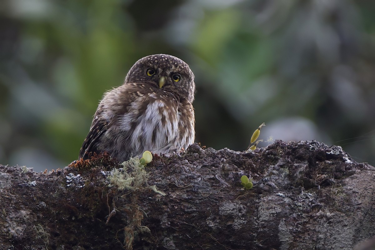 Andean Pygmy-Owl - ML644034737