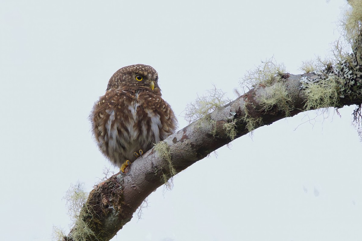 Andean Pygmy-Owl - ML644034738