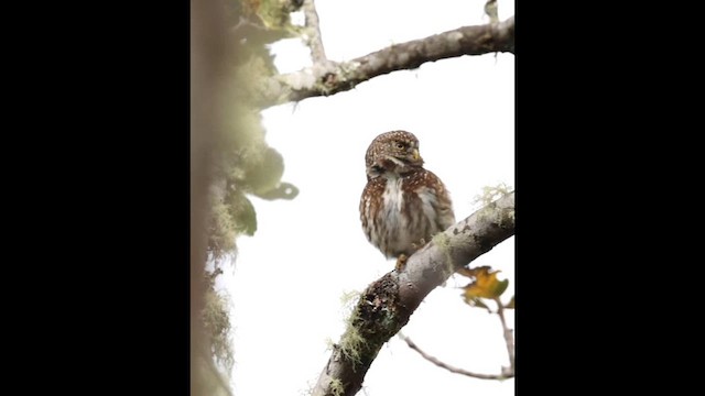 Andean Pygmy-Owl - ML644034739