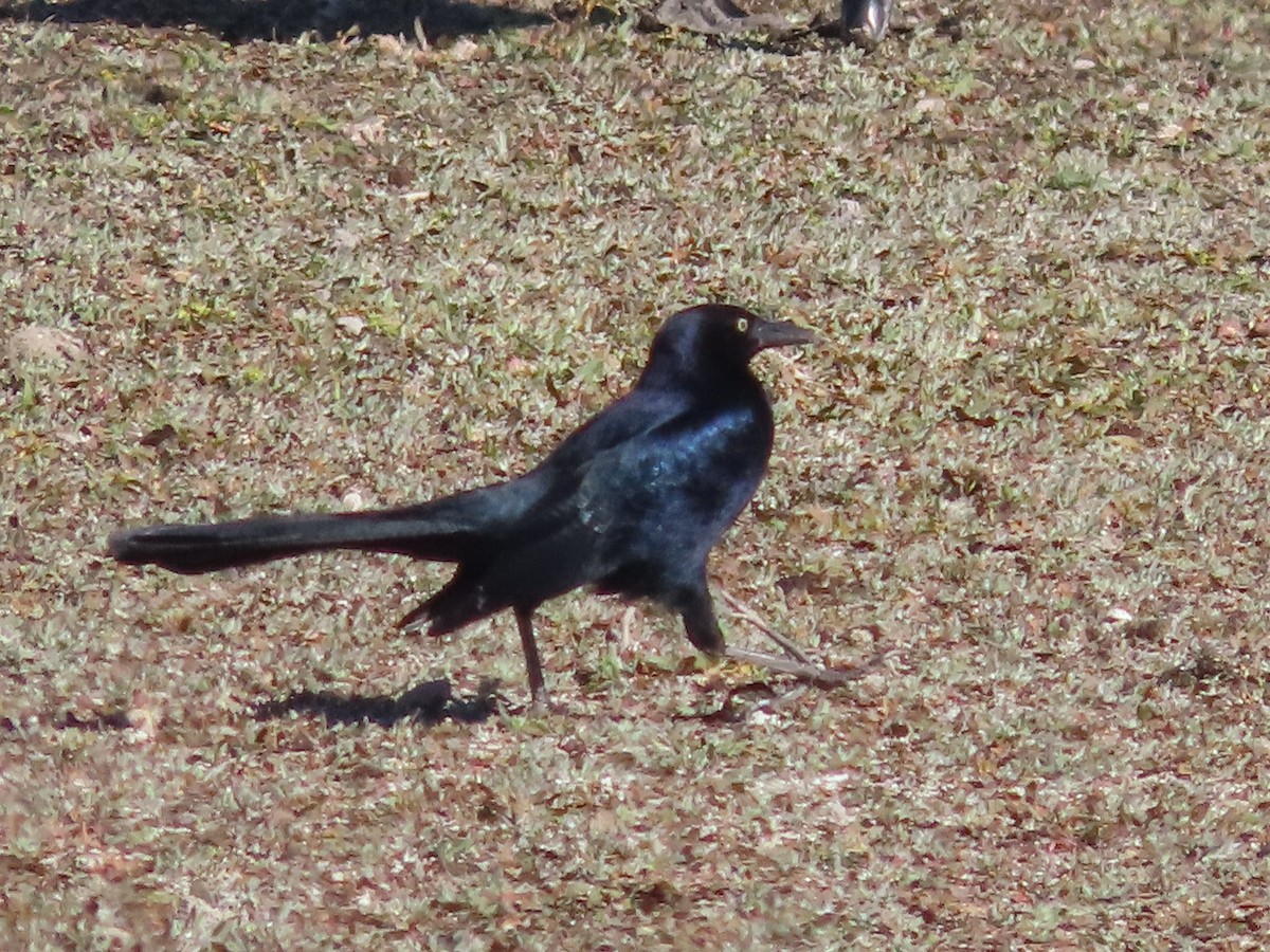 Great-tailed Grackle - ML644034764