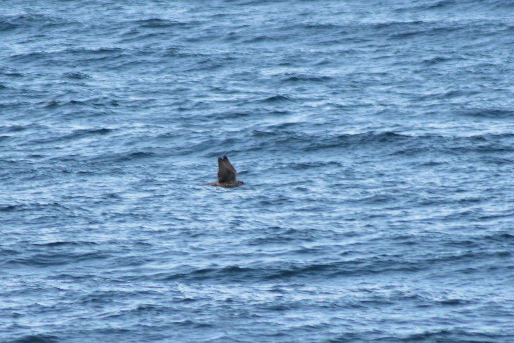 Gerfalke - ML644034765