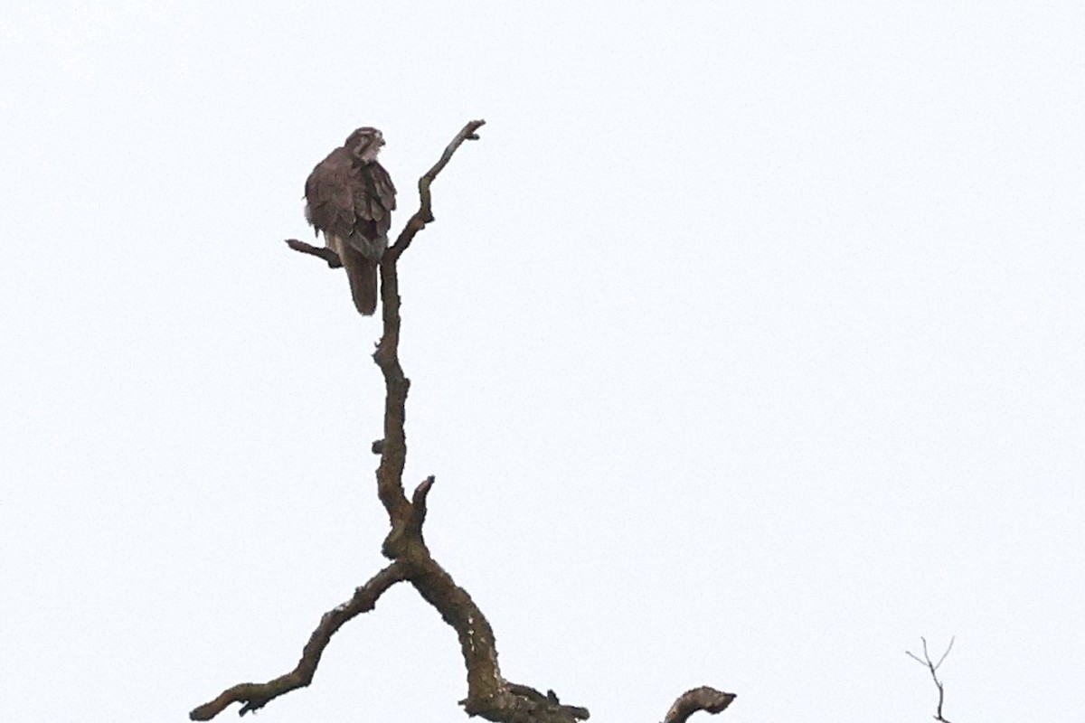 Prairie Falcon - ML644034766