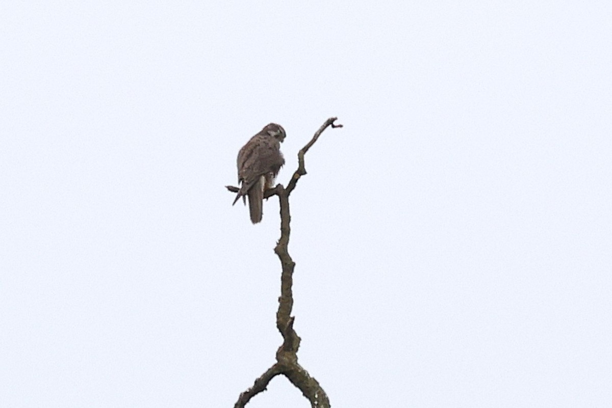 Prairie Falcon - ML644034767