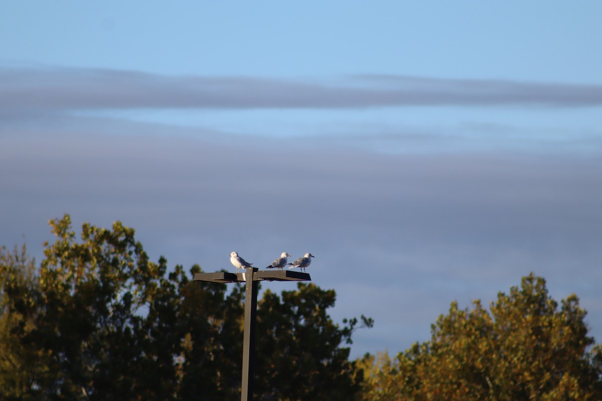 Ring-billed Gull - ML644034771