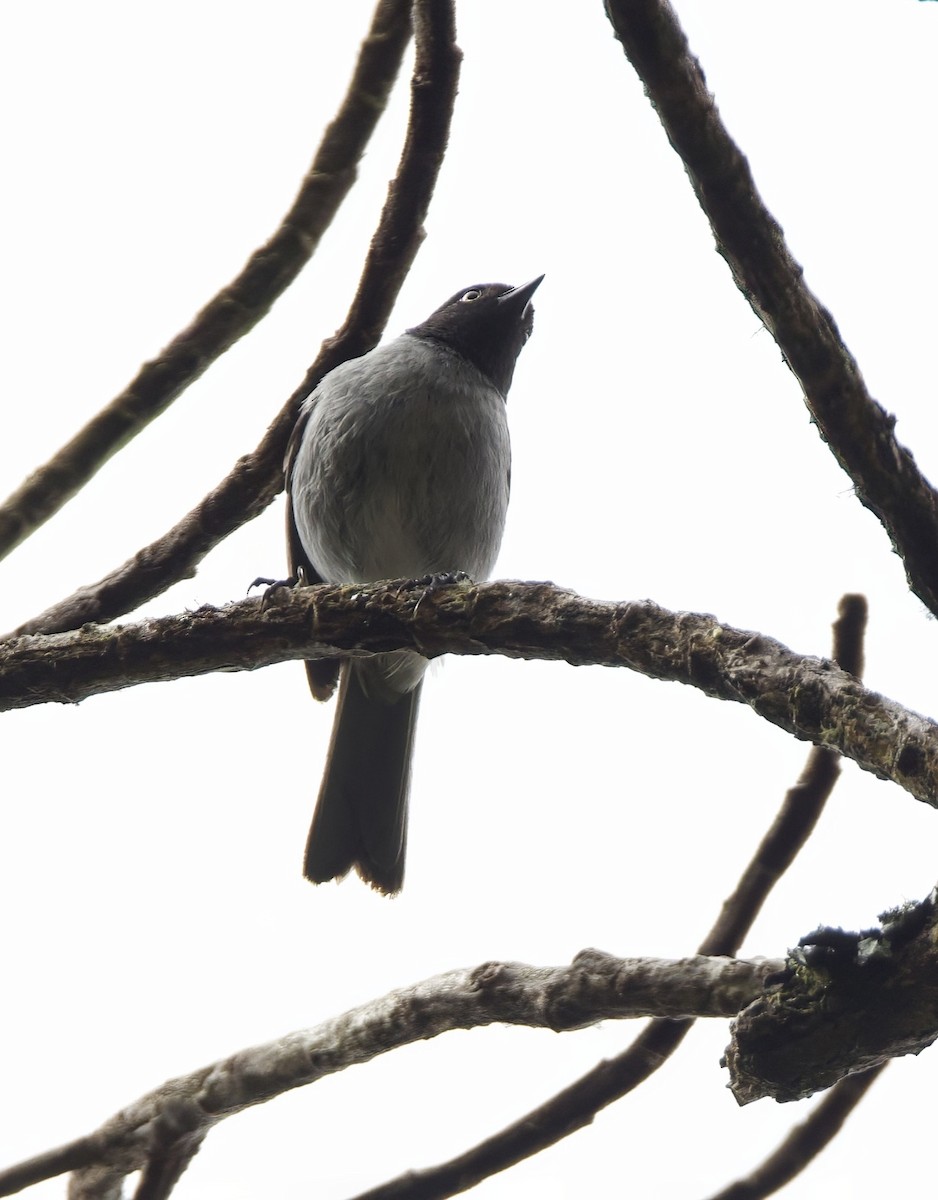 Black-headed Hemispingus - ML644034773