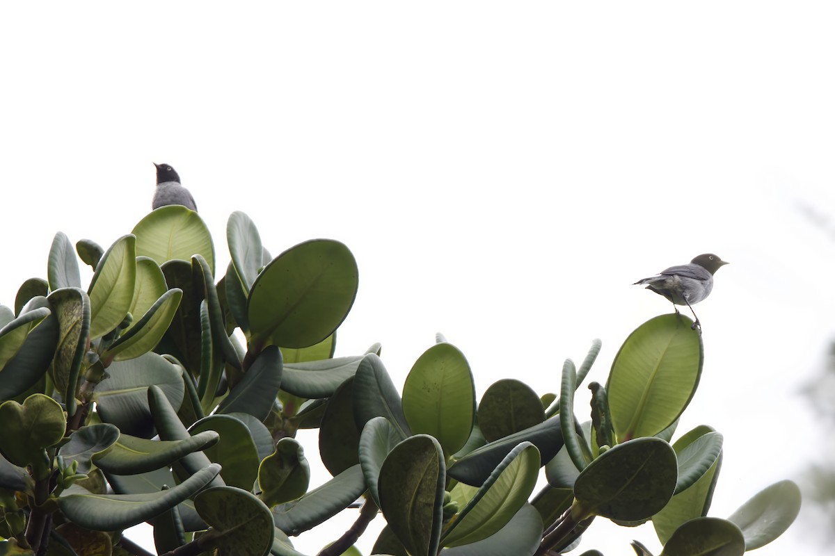 Black-headed Hemispingus - ML644034775
