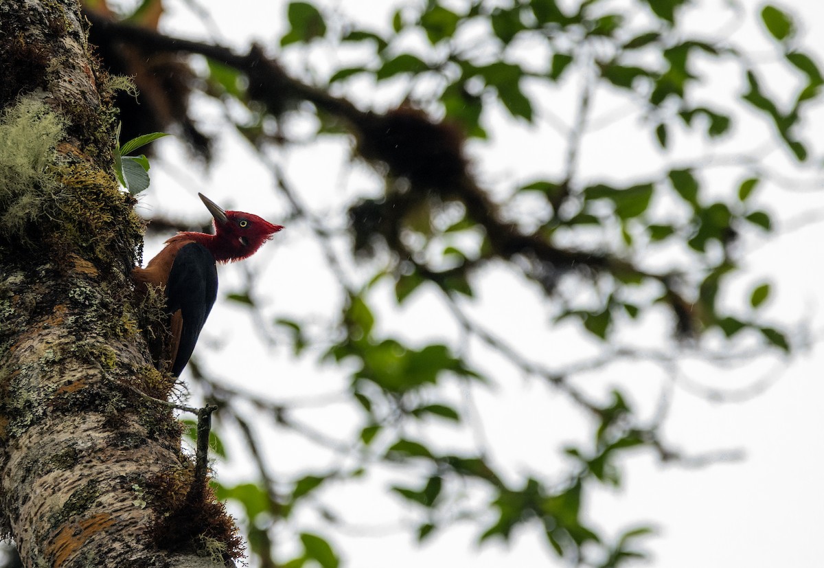 Красношейный дятел - ML644034789