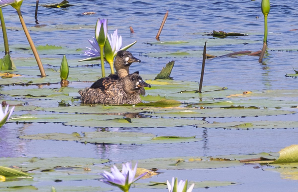 White-backed Duck - ML644034793