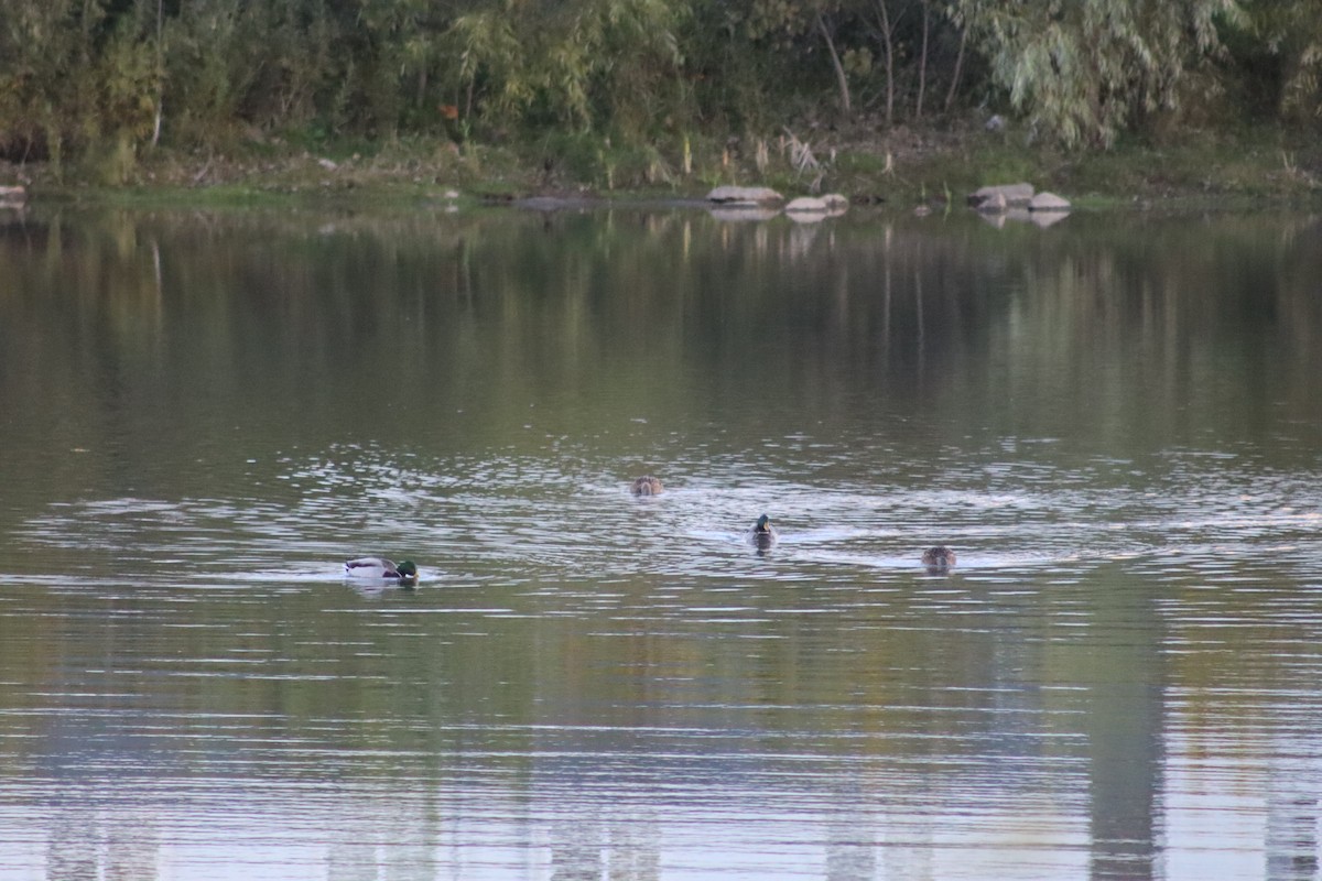 Mallard - ML644034796