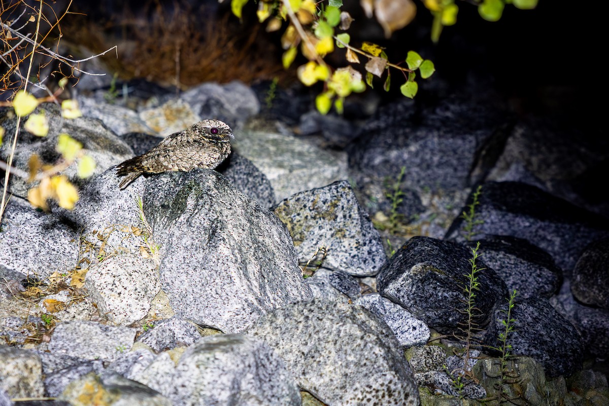 Пораке чорнощокий - ML644034797