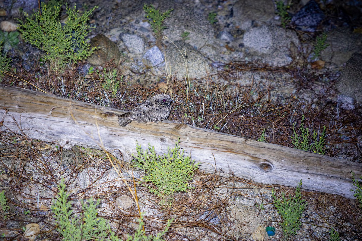 Пораке чорнощокий - ML644034798