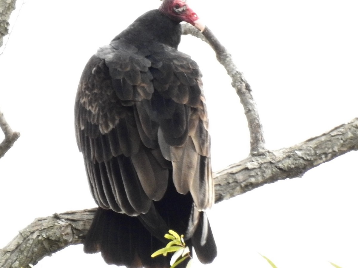 Urubu à tête rouge - ML644034877