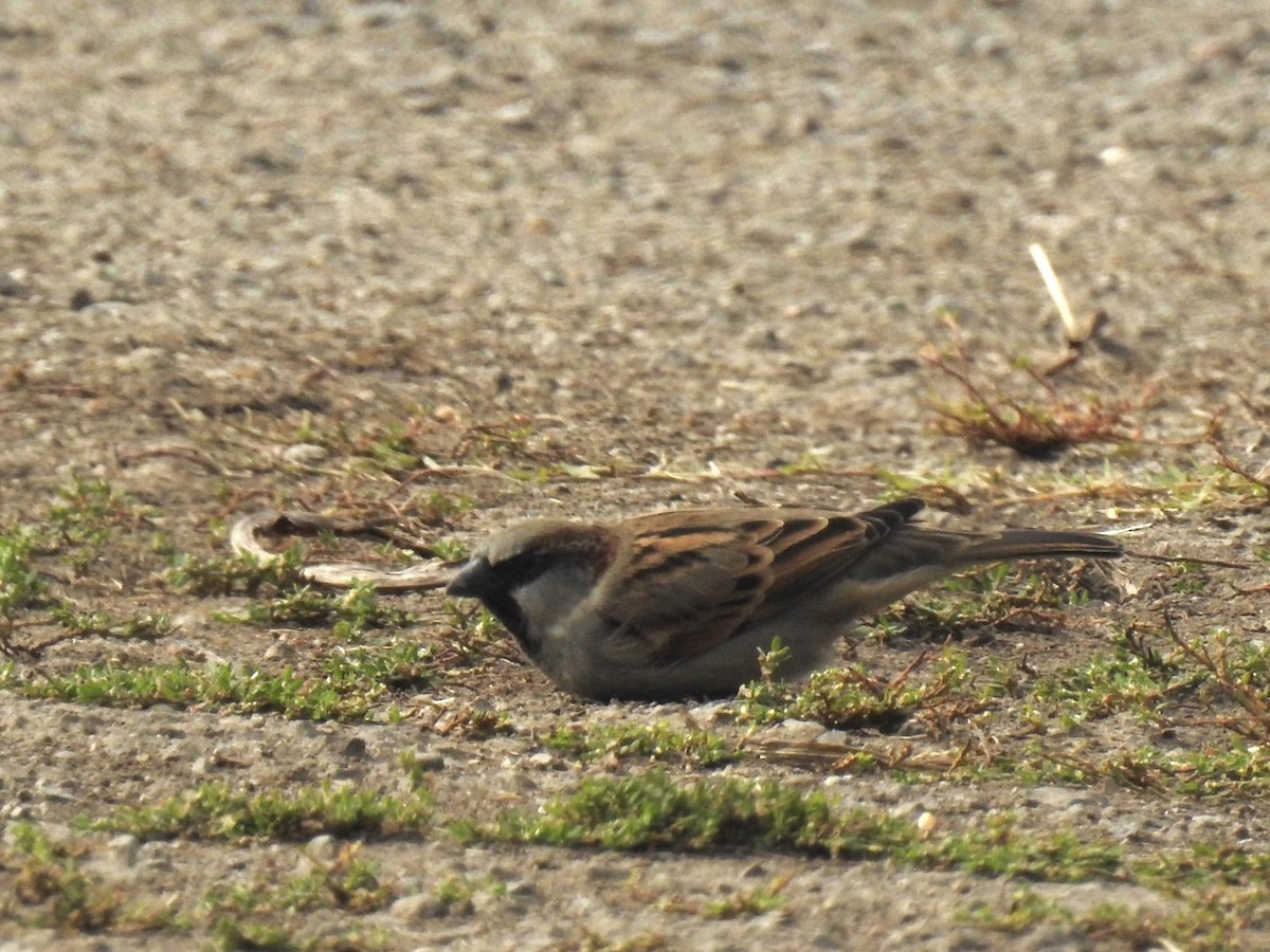 Moineau domestique - ML644034902