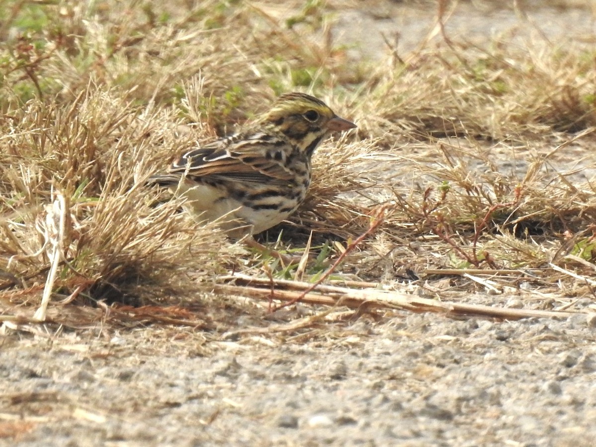 Bruant des prés - ML644034911