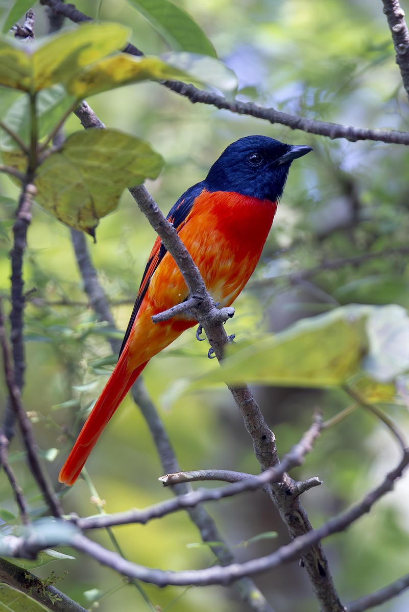 Scarlet Minivet (Scarlet) - ML644034918