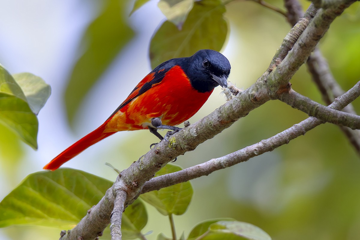 Scarlet Minivet (Scarlet) - ML644034919