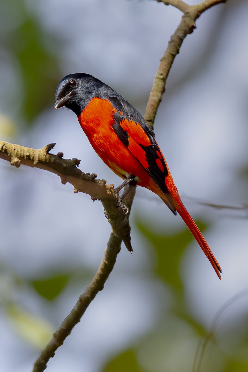 Scarlet Minivet (Scarlet) - ML644034920