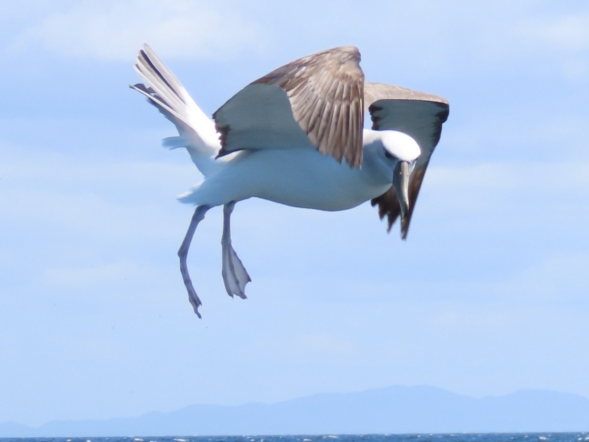 White-capped Albatross - ML644034921